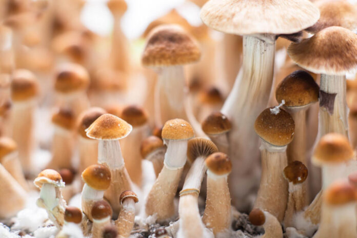 Psilocybin-Pilze
