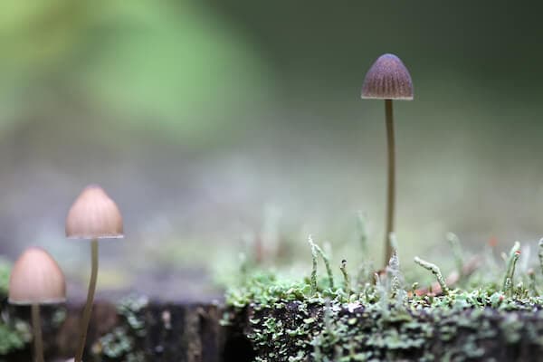 psilocybin-questions-do-you-have-to-chew-psychedelic-mushrooms