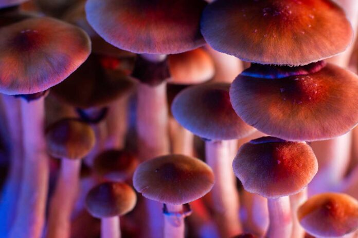 psilocybin-questions-psilocybin-mushrooms-vs-lsd-what-you-need-to-know