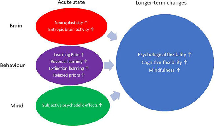 psychedelic-safety-12-dangers-of-psychedelics-psychedelic-experience