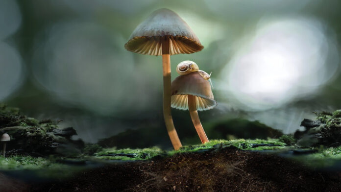 the-13-top-psychedelics-documentaries-2