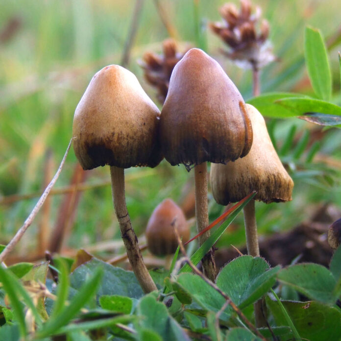 what-are-psilocybin-mushrooms-2