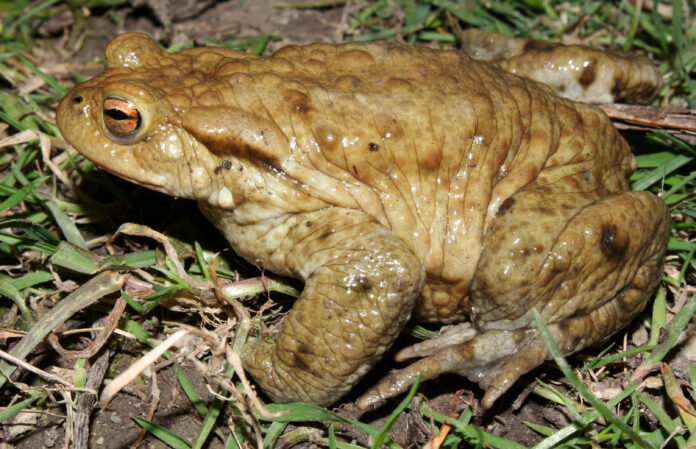 what-is-bufo-2