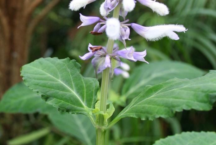 what-is-salvia-2